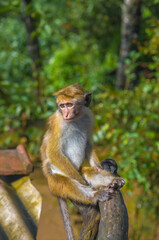 Naklejka na ściany i meble Ceylon monkeys, looking surprised look. Sri Lanka