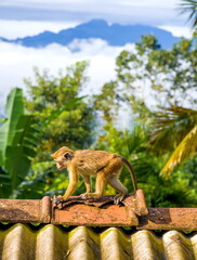 Ceylon monkeys, looking surprised look