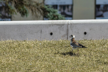 seagull walks along the embankment