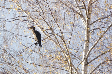 Kormoran in der Birke / Cormorant in the birch