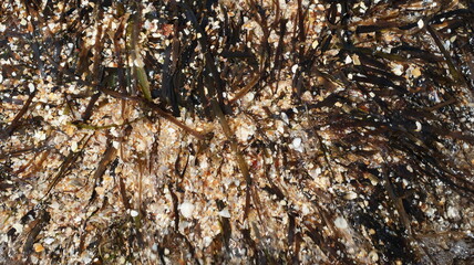 Sea beach - waves, stones and shells, sand and seaweed.