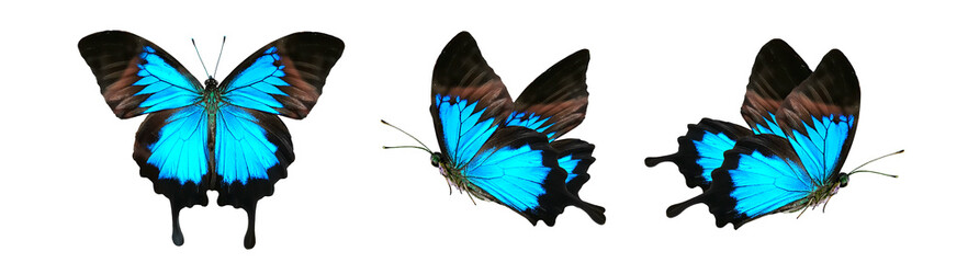 Set three beautiful blue tropical butterflies Ulysses with wings spread and in flight isolated on...