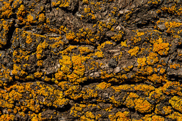 the bark wood texture is yellow from mold and mildew