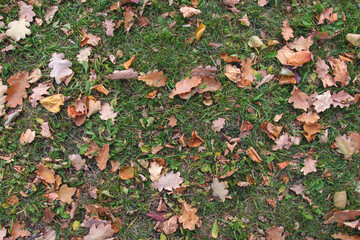 autumn yellow leaves on grass