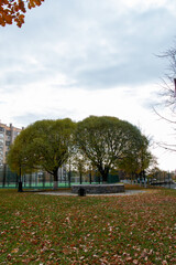 trees standing in front of a multi-storey building