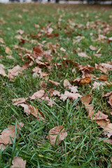 autumn yellow leaves on grass
