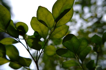 LEAF