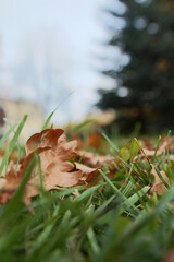 autumn yellow leaves on grass