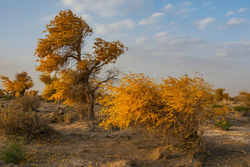 Fototapeta premium 中国新疆木垒胡杨林