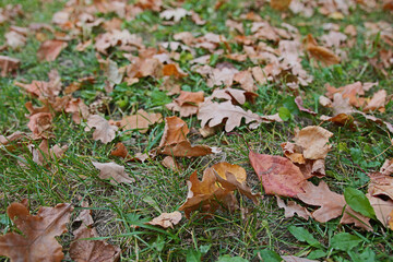 autumn yellow leaves on grass