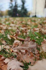 autumn yellow leaves on grass
