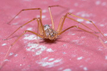 Scytodes univitatta spider posed on a red floor under the sun