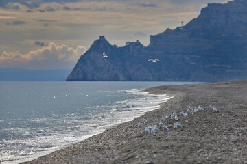 seagulls in flight over the beach of Taormina with the Rocca di Sant'Alessio behind on an autumn day, with calm sea