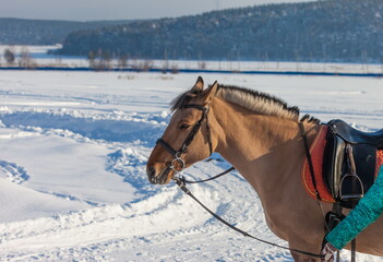 Harnessed the horse in the snow