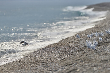a seagull takes off from the stony beach