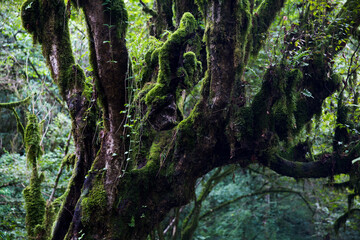 Lake among the mountains