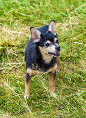 Dog summer on the background of green grass closeup