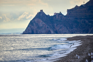 seagulls in flight over the beach of Taormina with the Rocca di Sant'Alessio behind on an autumn day, with calm sea