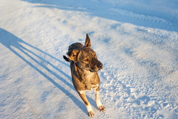 The dog in the winter on snow background