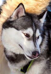Husky dog sledding in winter
