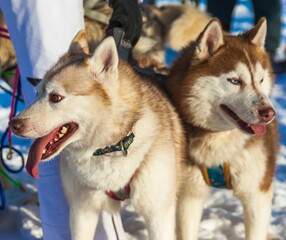Husky dog sledding in winter