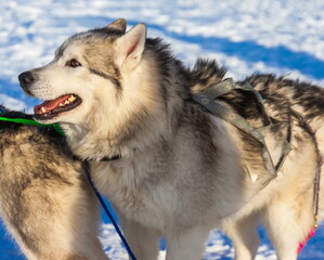 Husky dog sledding in winter