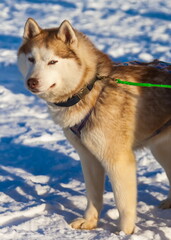 Husky dog sledding in winter
