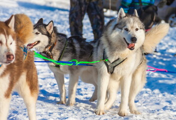 Husky dog sledding in winter