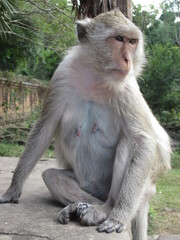 Portrait of a macaque
