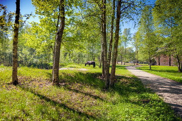 Horse on the background of trees and wooden hut