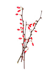 Thorny branch of barberry bush with red berries isolated on white background