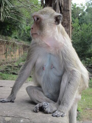 Fototapeta premium Portrait of a macaque
