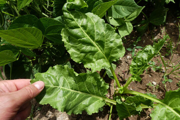 fresh chard plant, leaves of chard plant in the garden in season,