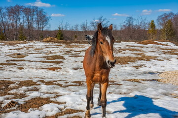 Horse on a background of blue sky and the ground with snow in the spring