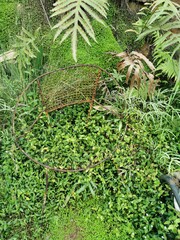 fern in the garden  with remains of garden chair.