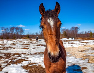 Horse head closeup on background of blue sky and of the earth with the snow in the spring