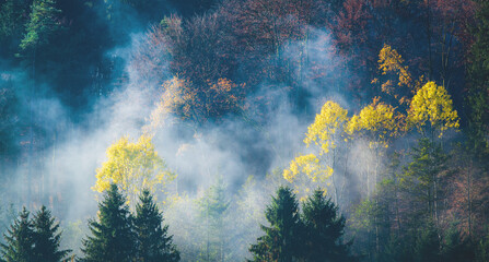Wald im Morgennebel- Bäume in verschiedenen farben, Mischwald mit Herbstfärbung