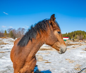 Horse head closeup on background of blue sky and of the earth with the snow in the spring