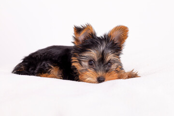 Yorkshire Welpe (12 Wochen alt) Portrait beim Spielen vor weißem Hintergrund auf weißer Unterlage. 