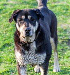 Dog mongrel closeup on the background of green grass in the summer