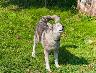 Mongrel dog on a chain on a background of green grass in summer