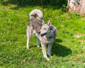 Mongrel dog on a chain on a background of green grass in summer