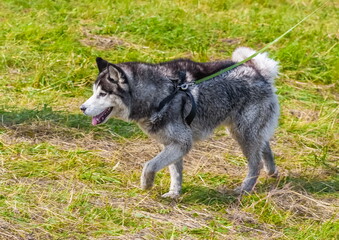 Dog on a leash close-up on the background of green grass in summer