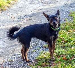 Dog with a green collar close-up on the background of the road, green grass and fallen leaves in...