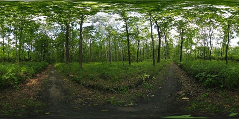 Deep Summer Forest Spherical HDRI Panorama
