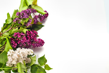 Beautiful purple lilac on wooden white background