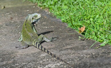 Guyane