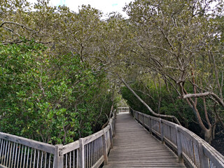Naklejka na ściany i meble Beautiful view of boardwalk in the mangrove forest, Bobbin Head, Ku-ring-gai Chase National Park, Sydney, New South Wales, Australia 
