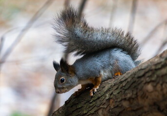 Naklejka na ściany i meble squirrel in autumn forest