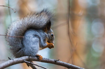 squirrel in autumn forest